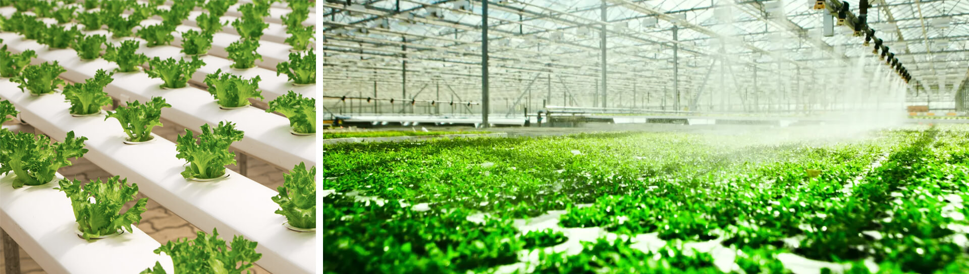 What is Hydroponics?